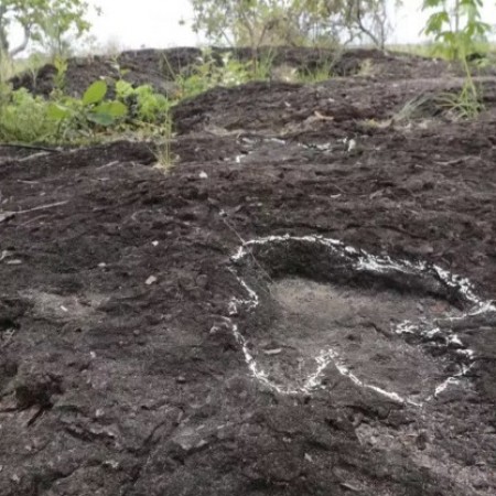 Pesquisadores descobrem pegadas de dinossauros na Amazônia