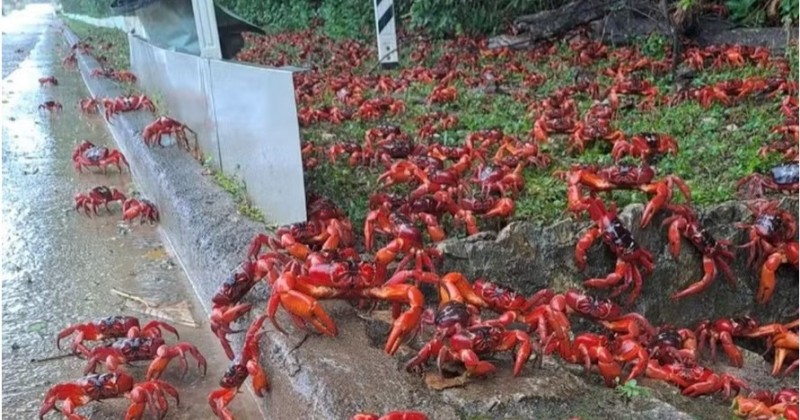 Começa a maior migração de caranguejo-vermelho do planeta