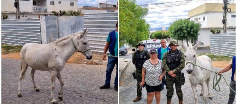Pol�cia Ambiental e Prefeitura de Patos resgatam �gua ferida abandonada na Liberdade