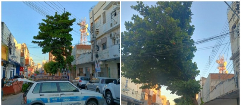 �rvore que causava risco iminente no Centro de Patos � retirada pela Semads