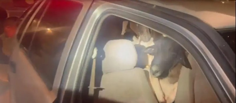 Carro abandonado em rodovia � flagrado com 18 carneiros amontoados; sete morreram
