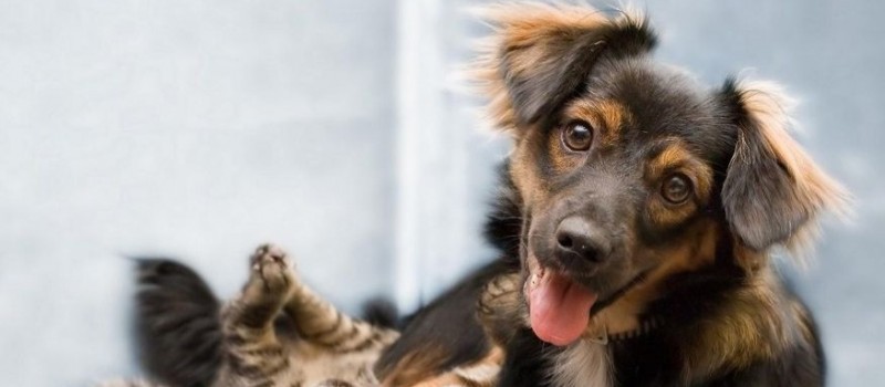 Teixeira registra mais de 200 mortes de c�es e gatos com suspeita de envenenamento