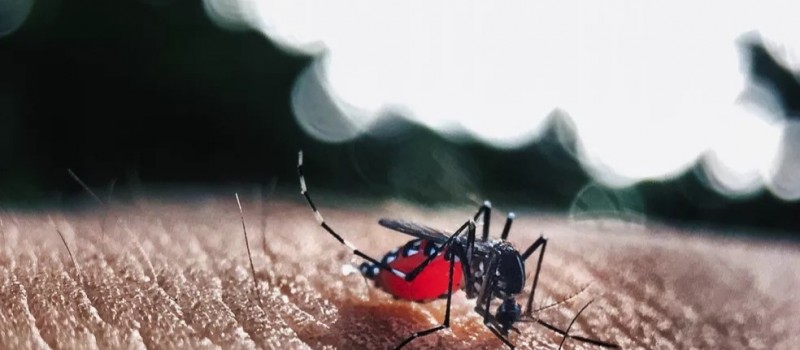 Para�ba registra aumento de mais de 16% nos casos de dengue at� outubro e 14 mortes