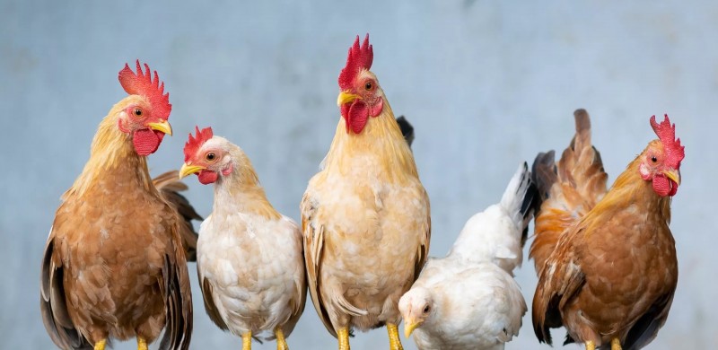 Ladr�o de galinhas � posto em liberdade pela Justi�a em Patos com medidas cautelares