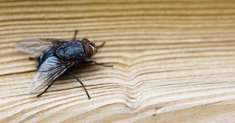 Casos de virose da mosca disparam e lotam unidades de sa�de de Patos e da Para�ba