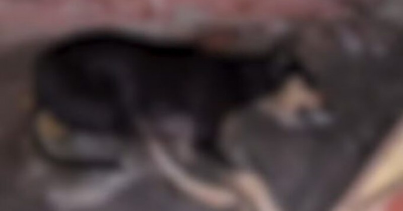 C�es e gatos s�o encontrados mortos com sinais de envenenamento em Teixeira e Pol�cia Civil abre inqu�rito