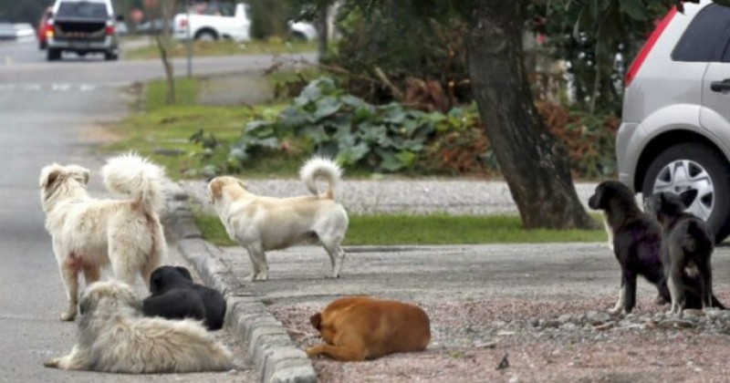 Idosa de 84 anos cai e sofre fratura no punho ap�s ser atacada por c�es em Patos