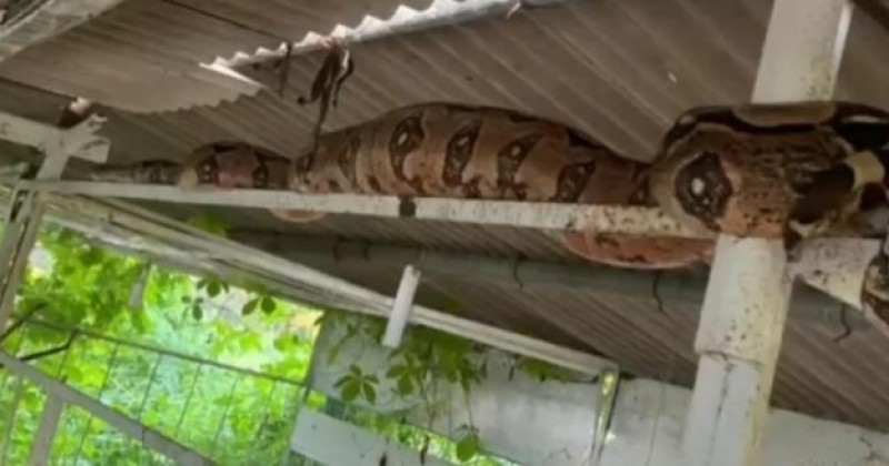 Jiboia de 3 metros � encontrada em granja na zona rural de Itaporanga