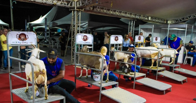 ExpoPatos 2026 inicia atividades com foco na cadeia produtiva do leite