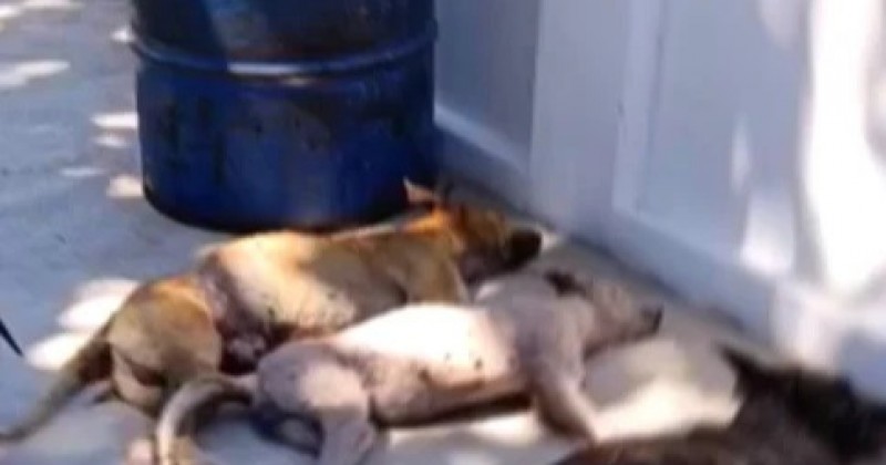 Situa��o de animais abandonados em Teixeira est� sendo investigada pelo Minist�rio P�blico