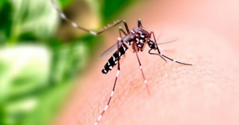 Casos de dengue reduzem mais de 50% na Paraba em 2025