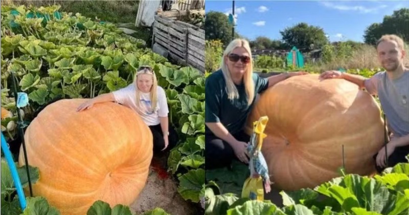 Casal cultiva abbora gigante de quase 400 kg, mais pesada que 'trs elefantes filhotes'