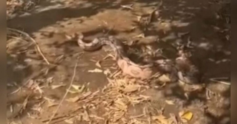 Cobra de dois metros  capturada em Patos aps atacar galinheiro no Monte Castelo