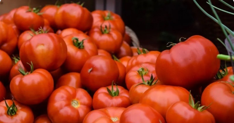 Tomate  fruta ou hortalia? Entenda a classificao