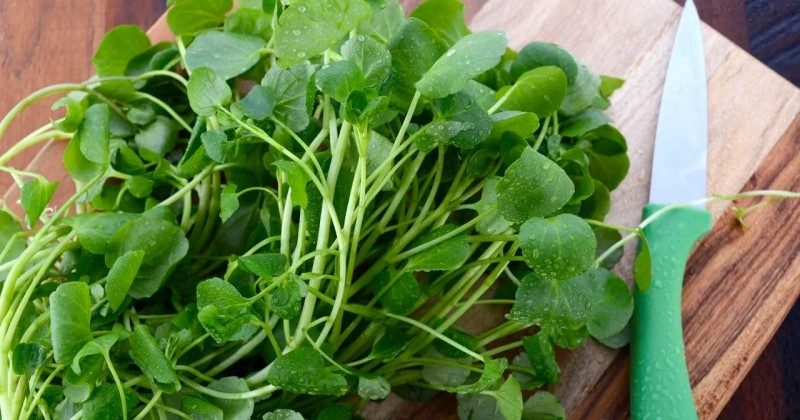 O vegetal mais poderoso para fortalecer o corpo e prevenir doenas