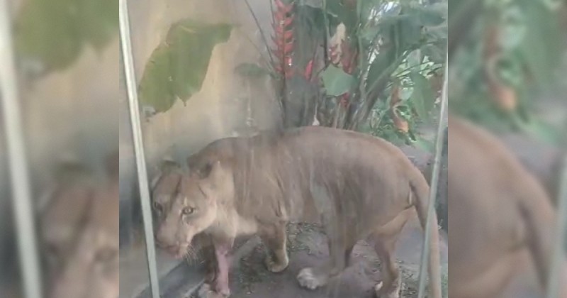 Leoa que matou jovem est sendo monitorada na Bica e no ser sacrificada