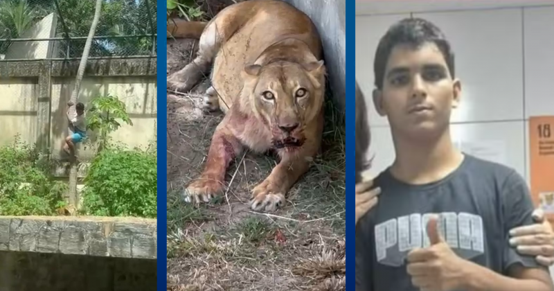 Homem atacado por leoa morreu aps mordida no pescoo, revela IML; animal no comeu corpo