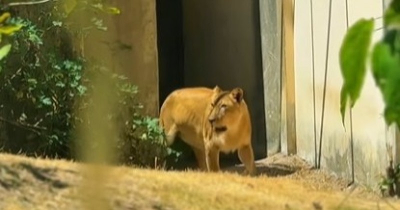 Aps morte de jovem, leoa se recupera e  devolvida para recinto na Bica, em Joo Pessoa