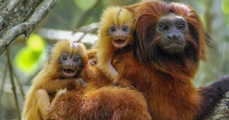 Para�ba emite alerta sobre risco de raiva ap�s contato com animais silvestres