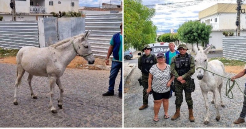 Pol�cia Ambiental e Prefeitura de Patos resgatam �gua ferida abandonada na Liberdade