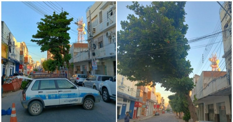 �rvore que causava risco iminente no Centro de Patos � retirada pela Semads