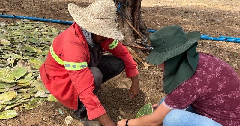 Secretaria de Agricultura de Patos auxilia agricultores na cultura da palma forrageira