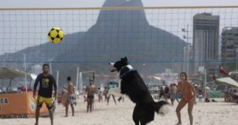 Cachorro vira craque do futev�lei e j� soma mais de 1 bilh�o de visualiza��es