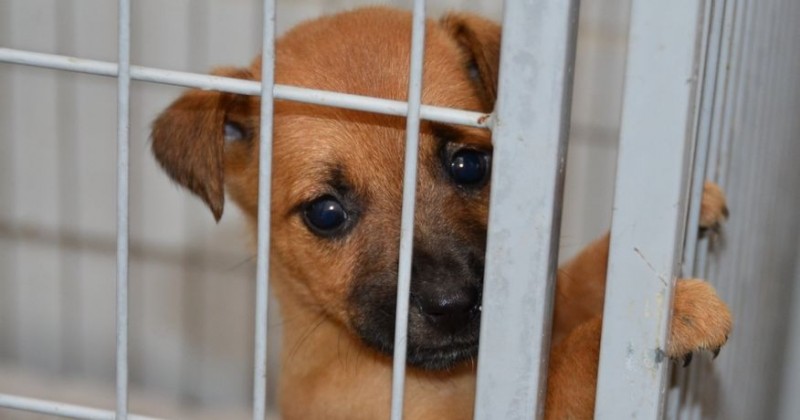 S�o Jos� do Bonfim inicia pr�-inscri��es para programa de castra��o gratuita de c�es e gatos