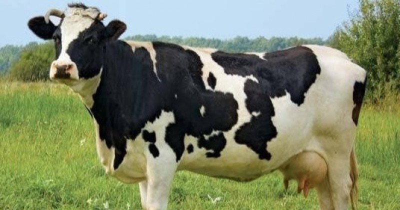 Vaca que se co�a com vassoura impressiona e vira objeto de estudo