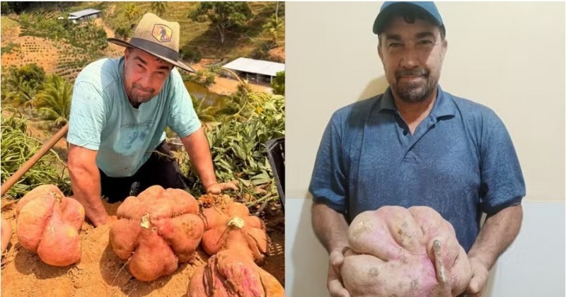 Agricultor colhe batata-doce gigante com t�cnica que aprendeu com os av�s
