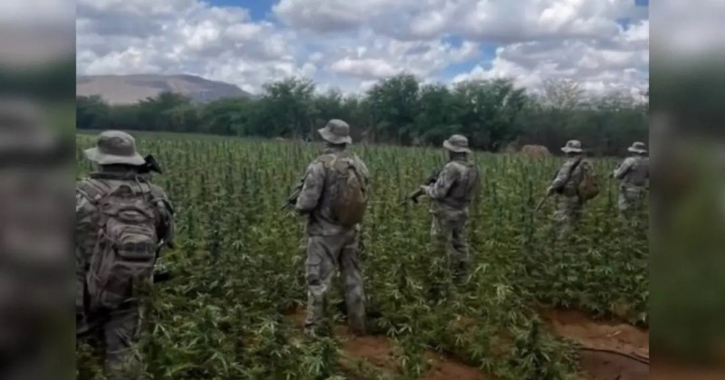 Opera��o destr�i 72 mil p�s de maconha e mais de uma tonelada da droga no Cariri