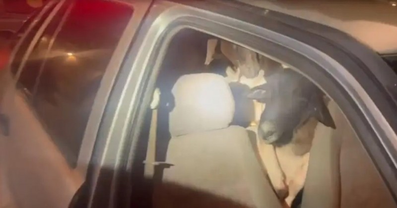 Carro abandonado em rodovia � flagrado com 18 carneiros amontoados; sete morreram