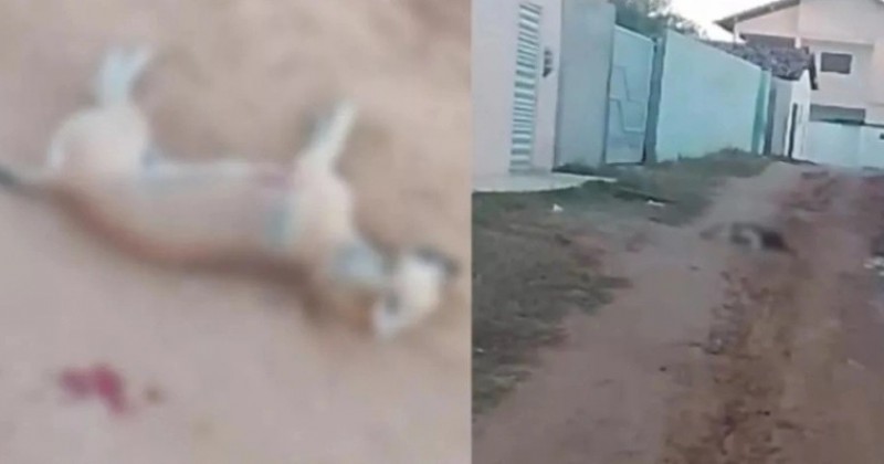 C�es s�o mortos a tiros e caso revolta moradores de Patos, no Sert�o da Para�ba
