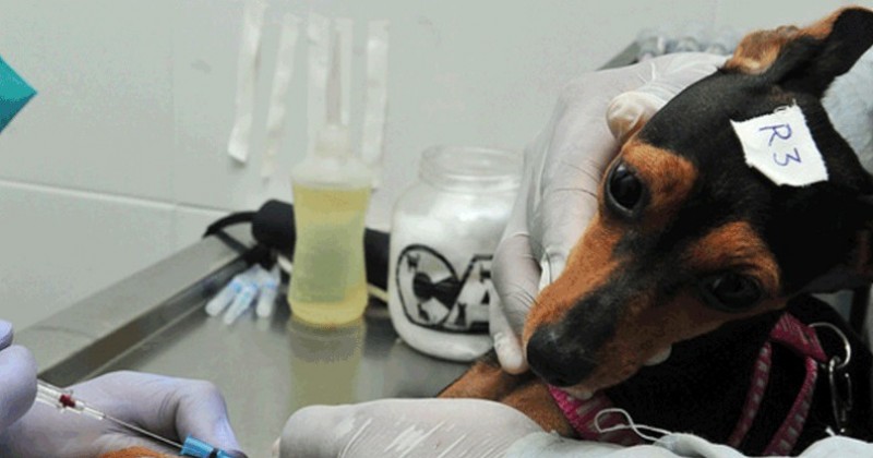 Programa oferece mais de 3 mil vagas para castra��o de c�es e gatos em Teixeira e mais 15 cidades 