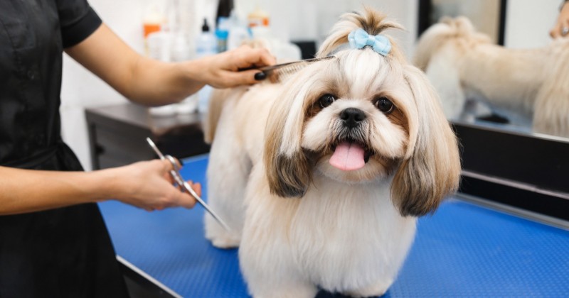 Pesquisa do Procon Patos traz pre�os em pet shops e orienta consumidores