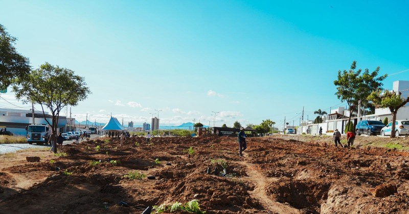 Patos tem primeiro bosque implantado com plantio de 425 mudas de esp�cies nativas e frut�feras