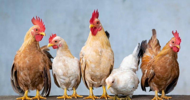 Ladr�o de galinhas � posto em liberdade pela Justi�a em Patos com medidas cautelares