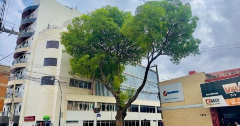 An�lise t�cnica da Sudema aponta falta de risco e justificativa ambiental para retirada de Craibeira do Centro de Patos