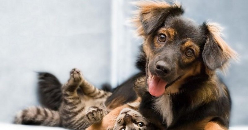 Teixeira registra mais de 200 mortes de c�es e gatos com suspeita de envenenamento