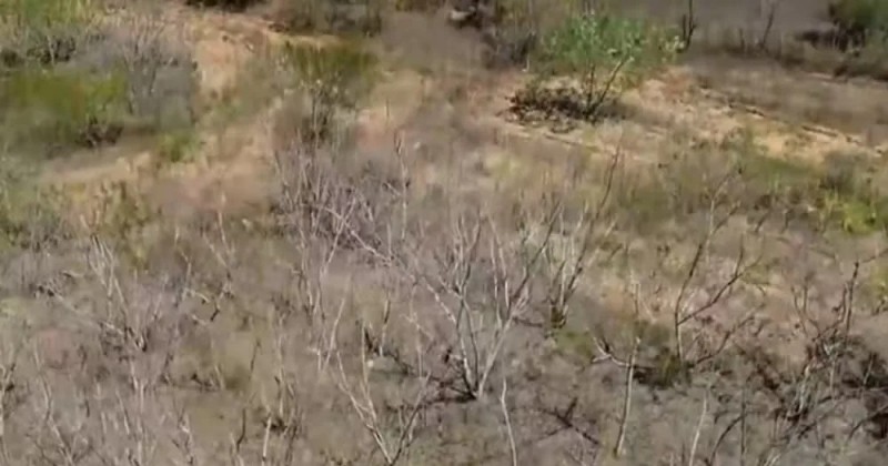 Pesquisadores desenvolvem solu��es para reduzir impactos da desertifica��o no semi�rido da Para�ba