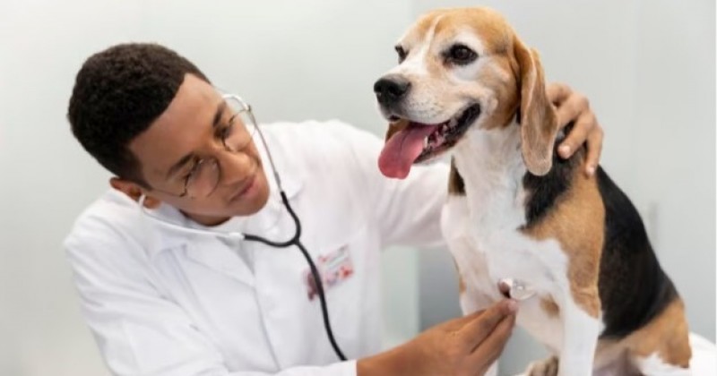 Identificar precocemente e tratar problemas card�acos em pets pode amenizar efeitos