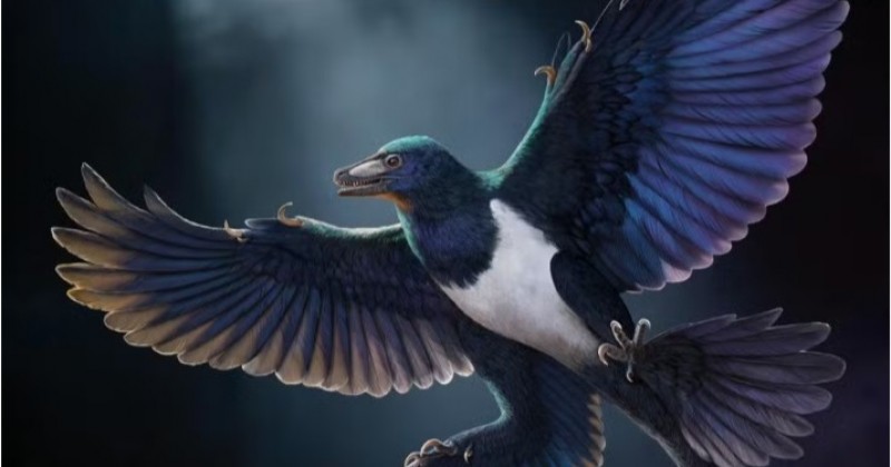 Novo dinossauro com penas � descoberto na China; descoberta traz pistas sobre evolu��o do voo