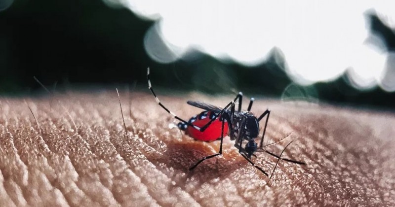 Para�ba registra 7,2 mil casos prov�veis de dengue e 14 mortes em 2026