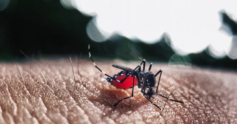 Para�ba registra aumento de mais de 16% nos casos de dengue at� outubro e 14 mortes