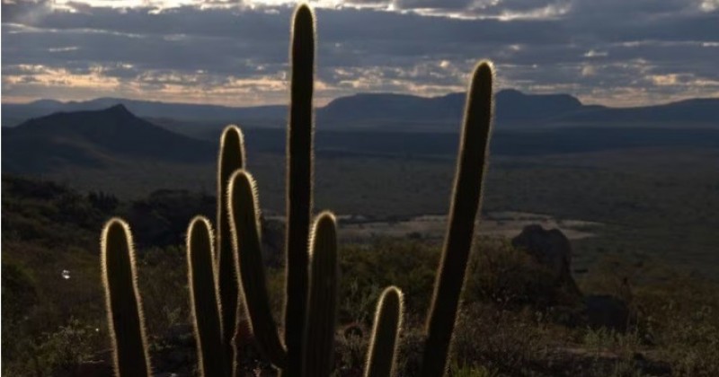 Caatinga respondeu por quase 40% das remo��es de gases de efeito estufa no Brasil em 2022
