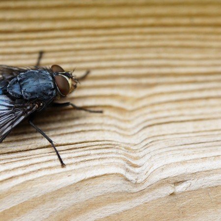 Casos de virose da mosca disparam e lotam unidades de sa�de de Patos e da Para�ba