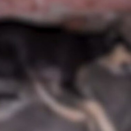 C�es e gatos s�o encontrados mortos com sinais de envenenamento em Teixeira e Pol�cia Civil abre inqu�rito