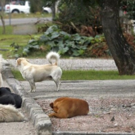 Idosa de 84 anos cai e sofre fratura no punho ap�s ser atacada por c�es em Patos