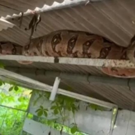Jiboia de 3 metros � encontrada em granja na zona rural de Itaporanga