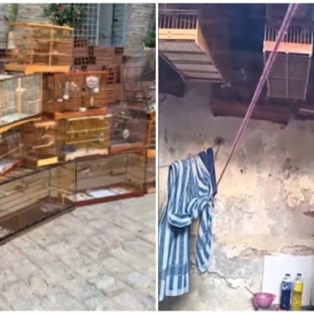 Mulher � multada em R$ 23 mil em Patos por manter 40 aves silvestres em cativeiro